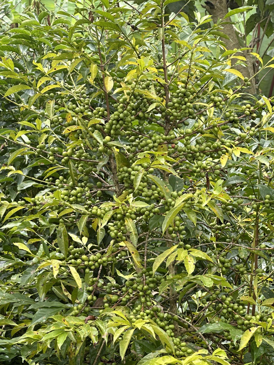 Ethiopian Coffee Farm